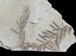 Metasequoia (Dawn Redwood) Fossil - Montana #62333-1
